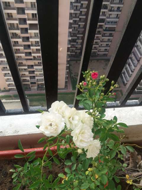 3 BHK Flat In Saviour Greenisle, Crossings Republik For Sale  In Crossings Republik