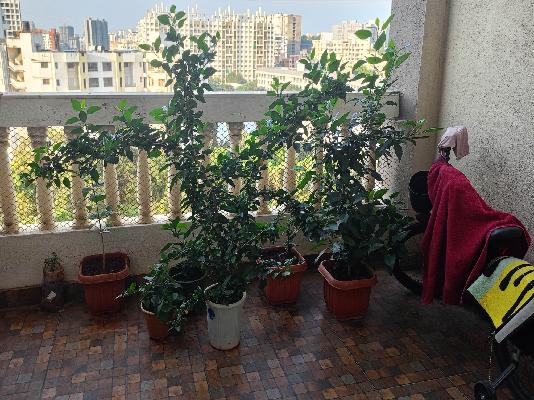 3 BHK Flat In Venkatesh Bliss For Sale  In Undri