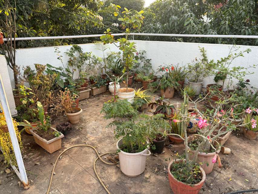 2 BHK Flat In Manjri Greens Society for Rent  In Manjri Bk