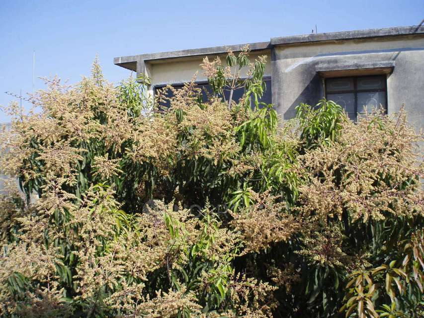 2 BHK Flat In Yashwant Nagar For Sale  In Talegaon Dabhade