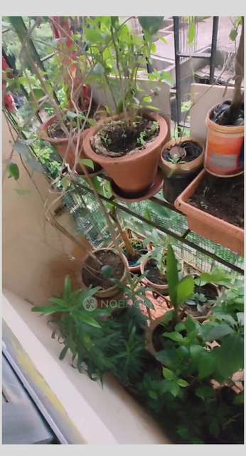 1 BHK Flat In Tirumala Krupa Chs, Kandivali West For Sale  In Kandivali West