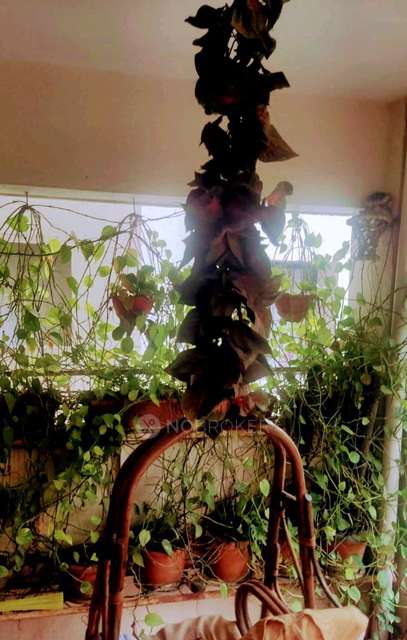 3 BHK Flat In Bu Bhandari Edenn Tower for Rent  In Wakad