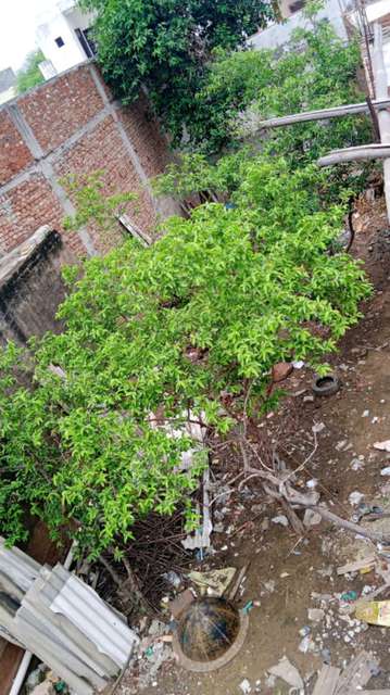 Plot For Sale  In Najafgarh Anaj Mandi