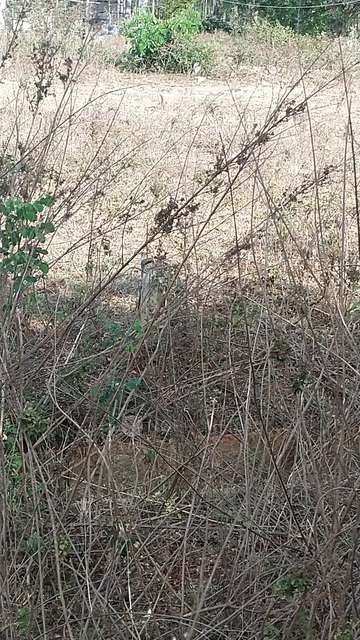 Plot For Sale  In Kambipura