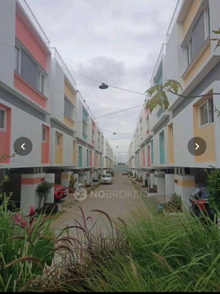 Whitehill Royal Tulip