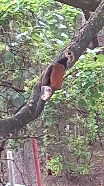 2 BHK Flat In Manjri Greenwoods for Rent  In Hadapsar