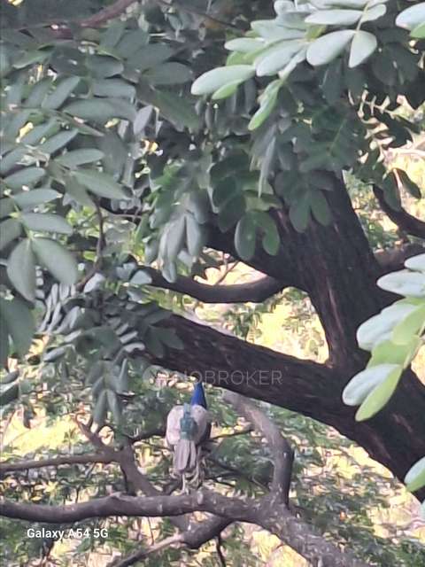 2 BHK Flat In Manjri Greenwoods for Rent  In Hadapsar