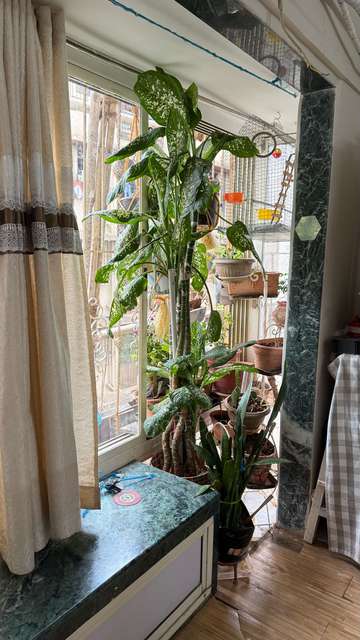 2 BHK Flat In Dosti Plaza For Sale  In Sakinaka