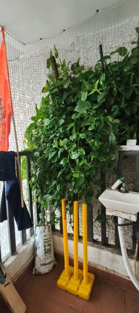 3 BHK Flat In Mapsko Mountville, Sector 79 For Sale  In Sector 79