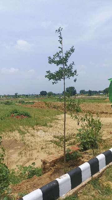 Plot For Sale  In Ganga Society In Jewar Airport
