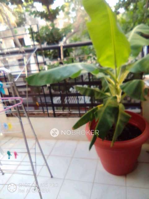 2 BHK Flat In Pinnac Sadichha Housing Society for Rent  In Kothrud