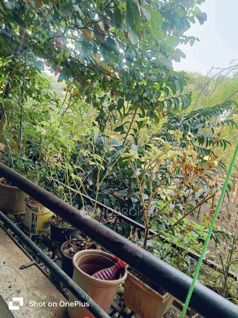 Shared Room for Female In 1 BHK  In Pawar Building  In Manjri Bk