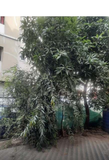 3 BHK House for Rent  In Hinjewadi