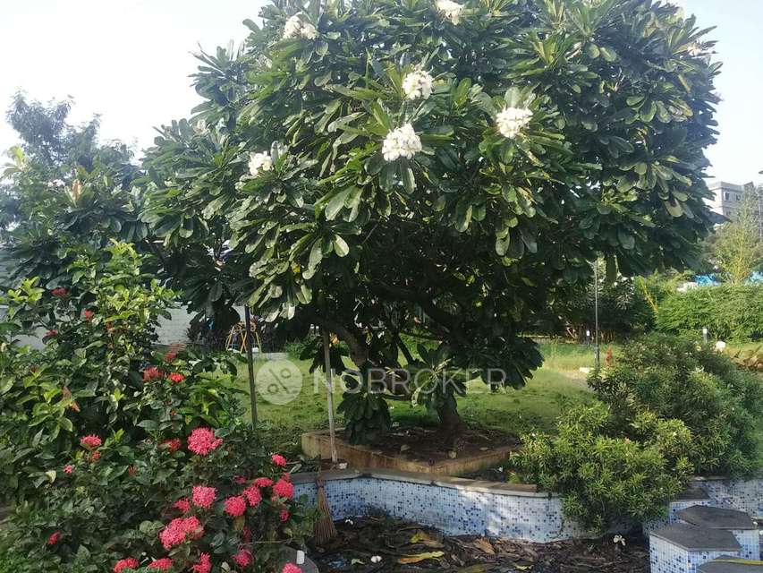 1 BHK Flat In Dreams Wisteria for Rent  In Cwv4+wxp Dreams Wisteria Block-a, Yewalewadi, Anthon Nagar, Kondhwa Budruk, Pune, Maharashtra 411060, India