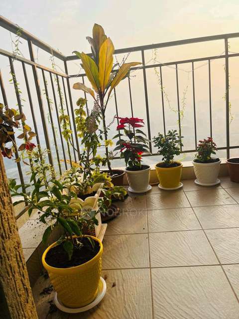 2 BHK Flat In Pride Purple Park Connect for Rent  In Hinjewadi Phase 1