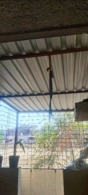 1 BHK House for Rent  In Tapovan Road, Dhavan Vasti, Phanase Nagar, Ahmednagar, Maharashtra, India