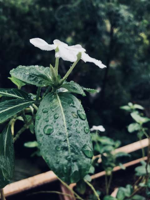 2 BHK Flat In Kolte Patil Life Republic For Sale  In Hinjewadi