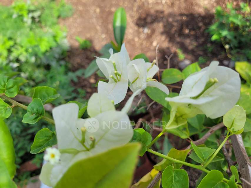 4+ BHK House For Sale  In Ranjangaon Ganpati