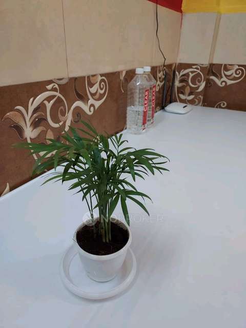 1 RK Flat In Stand Alone Building for Rent  In  Airoli