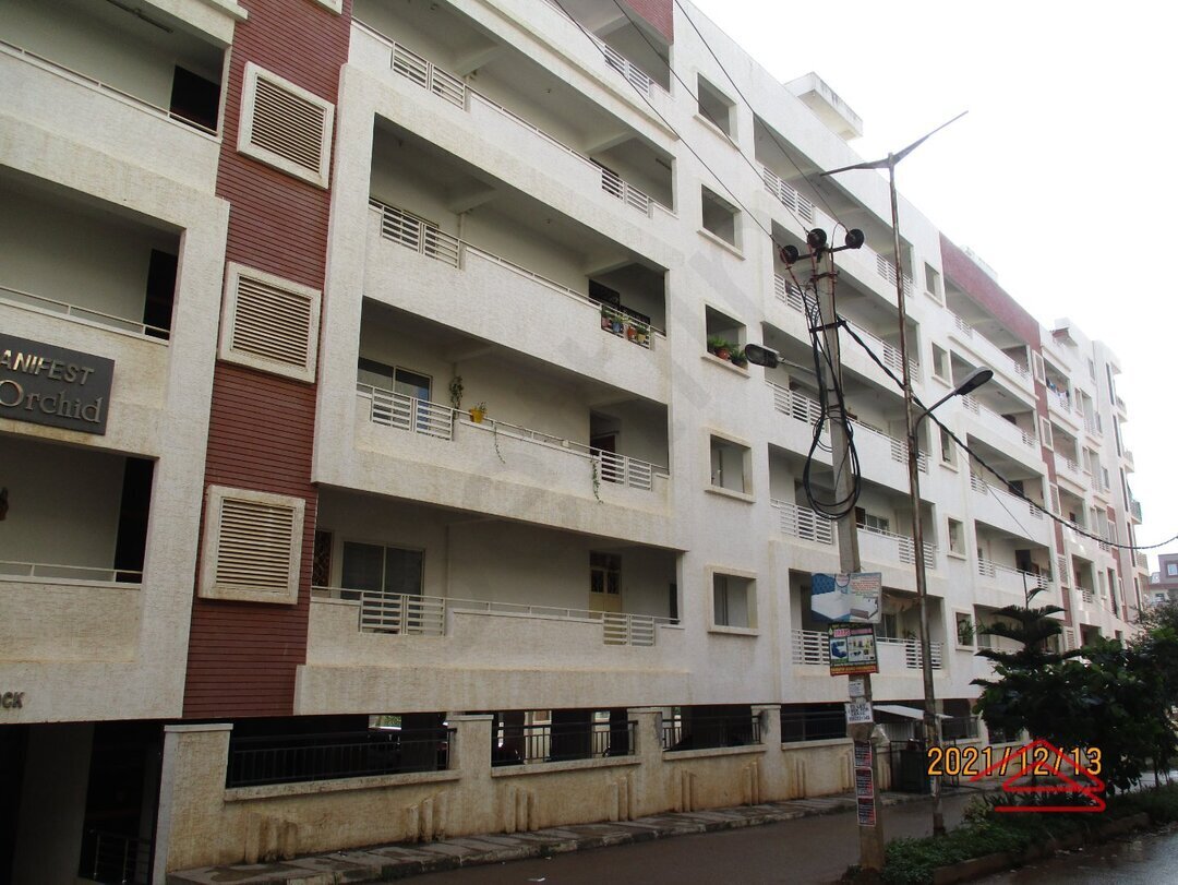 Manifest White Orchid