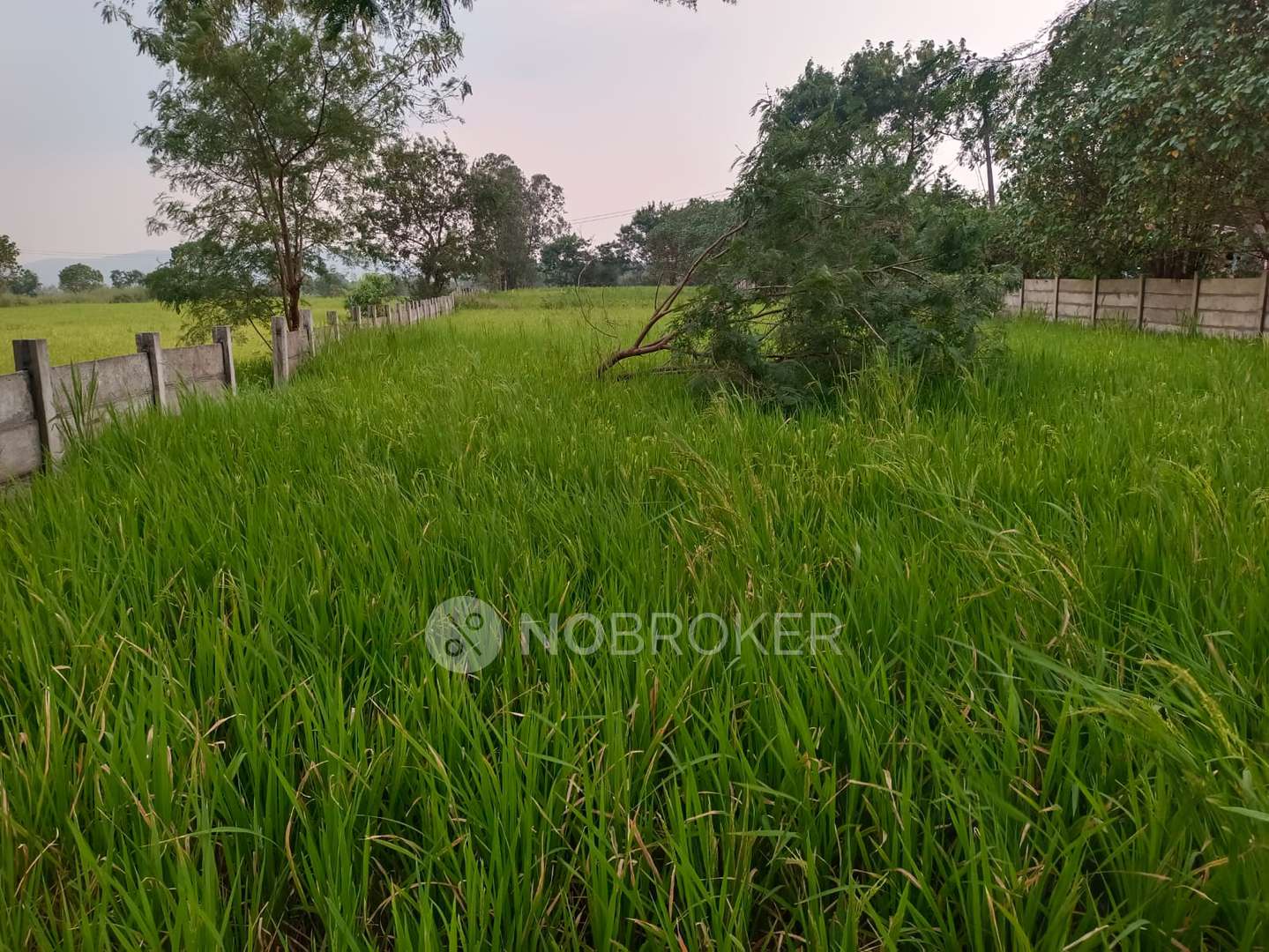Plot For Sale  In Kanhe