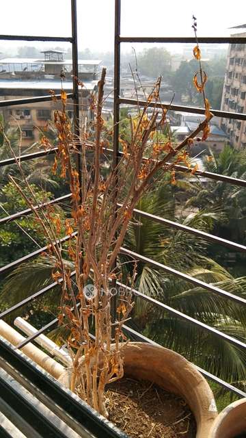 1 BHK Flat In Balaji Apartment For Sale  In Thane West