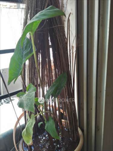 1 RK Flat In Shree Apartment for Rent In Shivane