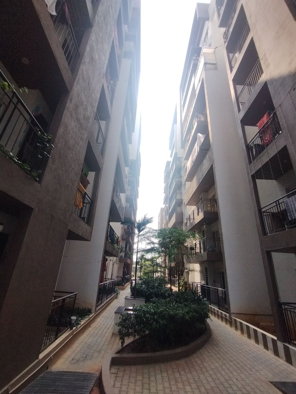 Estella Maple Square