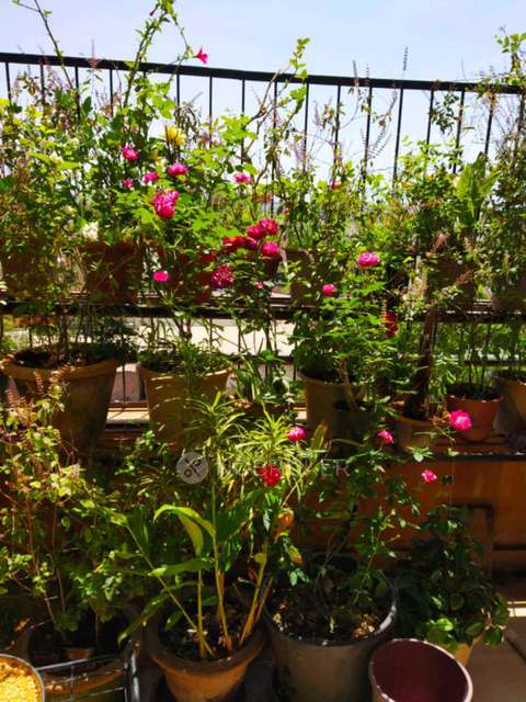 1 BHK Flat In Renuka Vrindavan Chs For Sale  In Renuka Vrindavan Rajyog Colony Road, Walhekarwadi