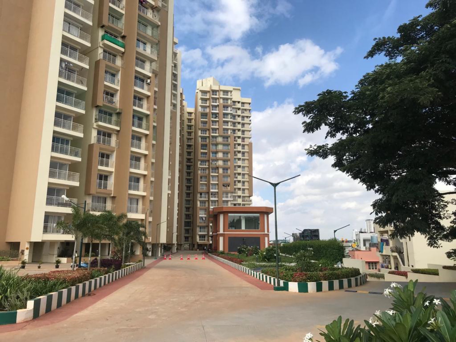 GM Infinite Daffodils