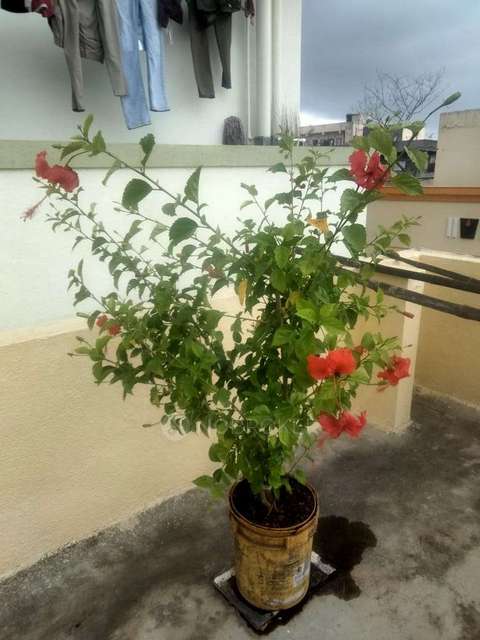 1 BHK House for Rent  In Dighi