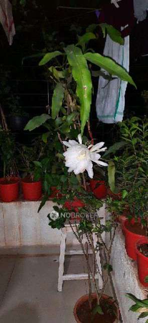 1 BHK Flat In Vrudhavan Radhika  For Sale  In Narhe