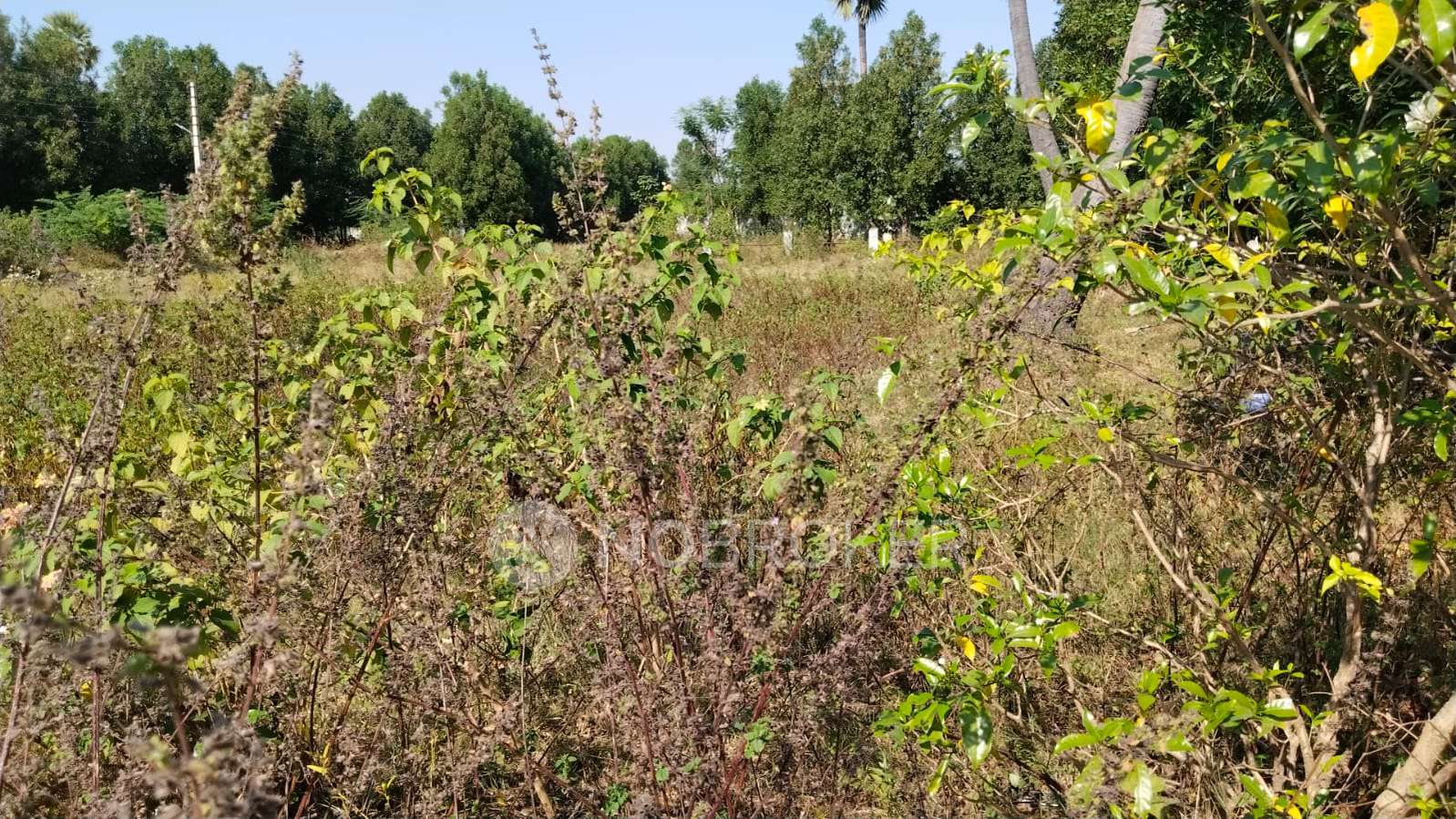 Plot For Sale  In Sri Keertana Layout - Sri Mata Developer In Adibatla
