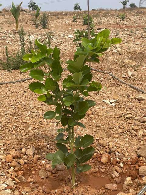 Plot For Sale  In Kimberly Farms In Nagarbhavi