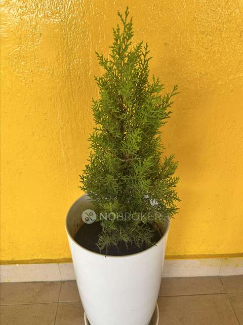 PG for Girls in Banaswadi