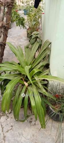 2 BHK Flat In Apaerment for Rent  In Rajeev Nagar