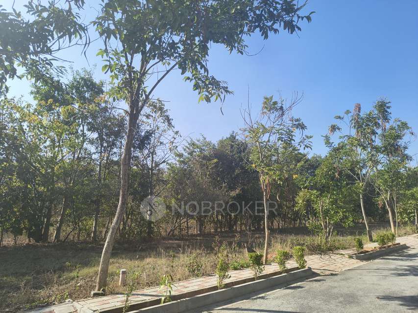 Plot For Sale  In Bird Of Paradise In Tharahunise