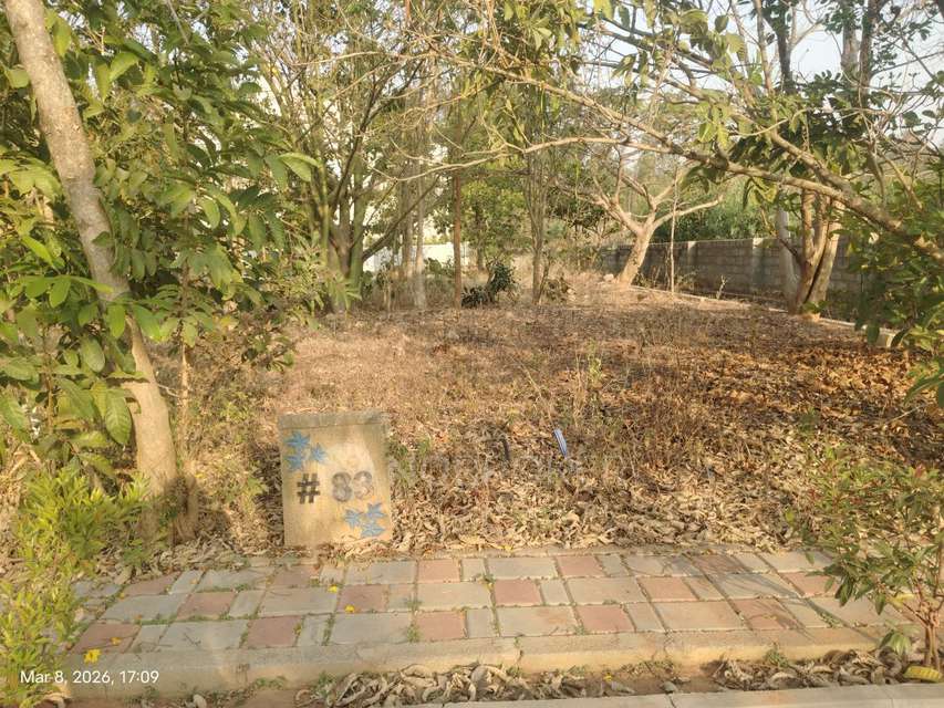 Plot For Sale  In Bird Of Paradise In Tharahunise