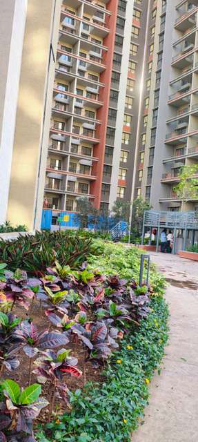 2 BHK Flat In Shapoorji Paloonji Sensorium for Rent  In Hinjewadi