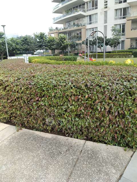 4+ BHK Flat In Poineer Presedia, Pioneer Presidia For Sale  In Sector 62