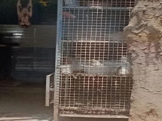 Shop in  Laggere, Bangalore for sale 