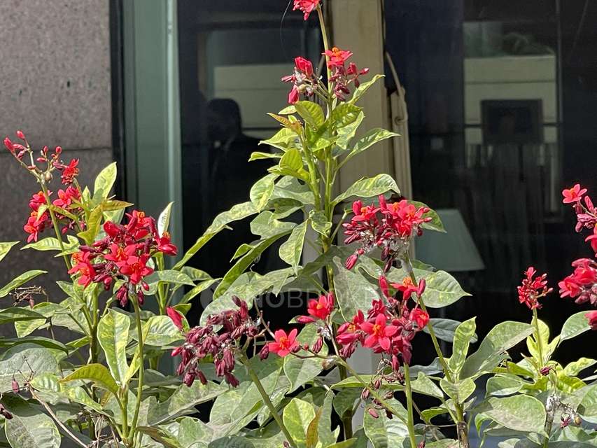 3 BHK Flat In Bramha Avenue  For Sale  In Nibm Undri Road