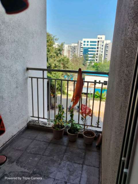 1 BHK Flat In Kalpataru Exquisite for Rent  In Wakad