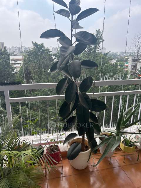 3 BHK Flat In Sjr Verity For Sale  In Kasavanahalli