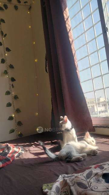 Shared Room for Female In 1 BHK  In Pimpri-chinchwad