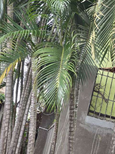 2 BHK Flat In Gopalan Temple Trees Apartment For Sale  In Jp Nagar, Bangalore