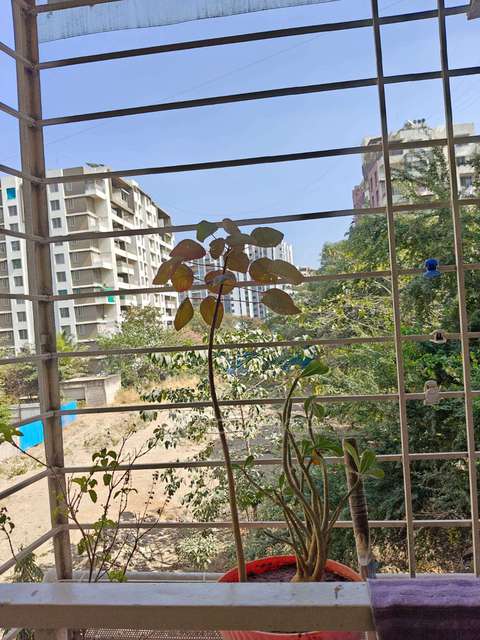 2 BHK Flat In Snehangan Residency for Rent  In  Wakad