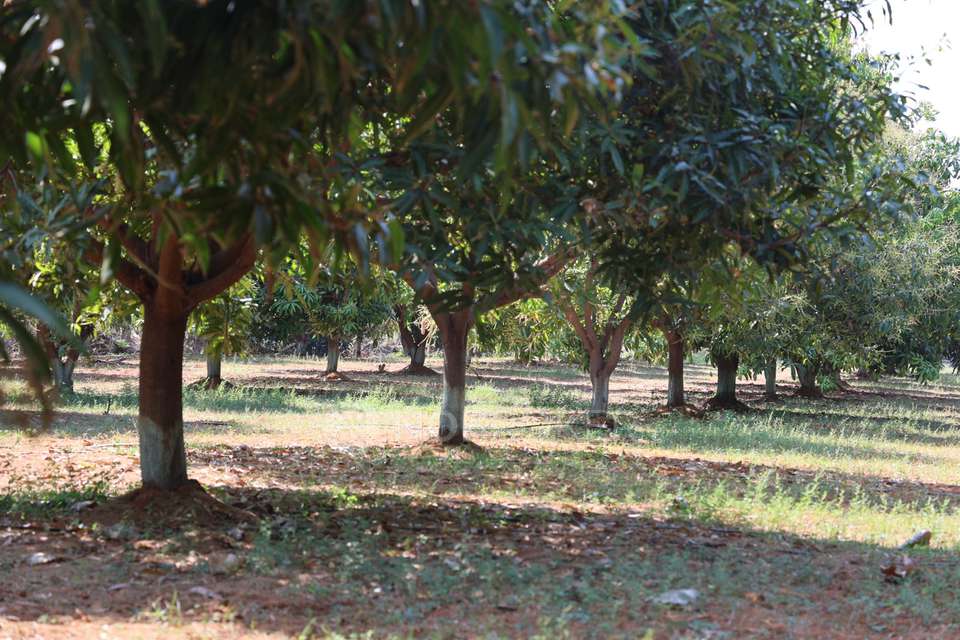 Plot For Sale  In Yelahanka