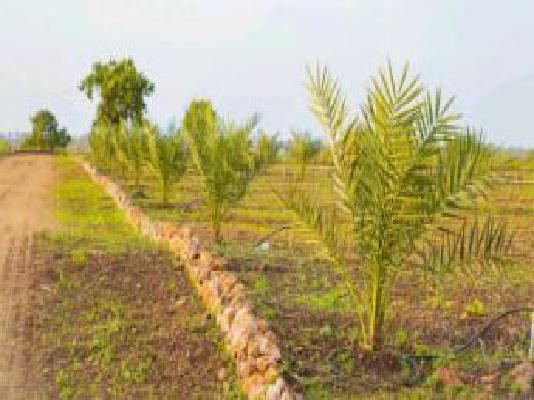 Plot For Sale  In Sampangi Group Of Companies In Sampangi Reality And Infrastructure Pvt Ltd