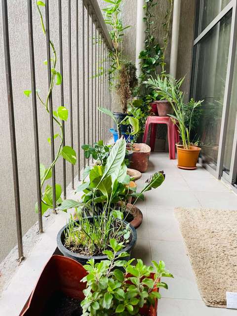 2 BHK Flat In Pate Skyi Star Town Phase 2 for Rent  In Bhukum